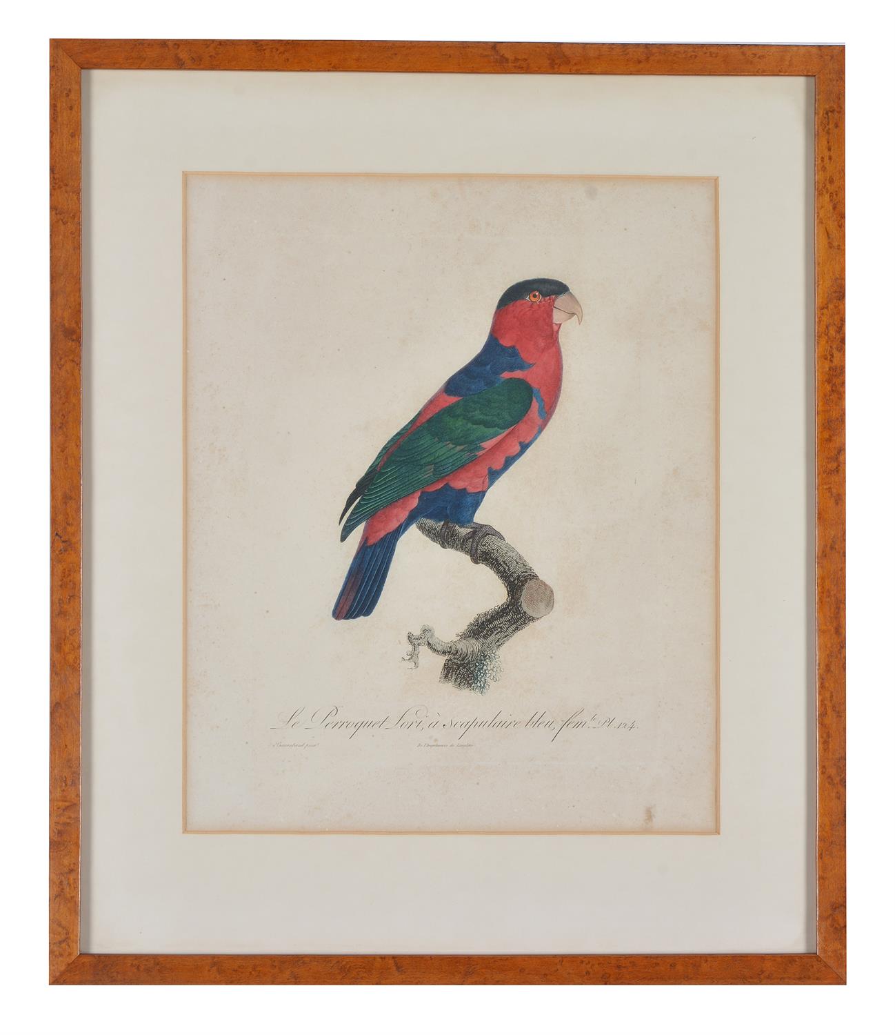 After Jacques Barraband, A set of four exotic birds, Hand-coloured engravings, each overall 59 x 50c - Image 3 of 5