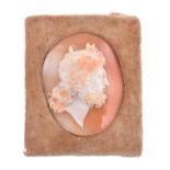 A 19th century shell cameo