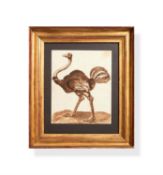 Florentine School, (late 17th century), Ostrich