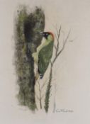 λ Rex Flood (British 1928-2009), Green Woodpecker