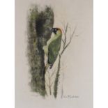 λ Rex Flood (British 1928-2009), Green Woodpecker