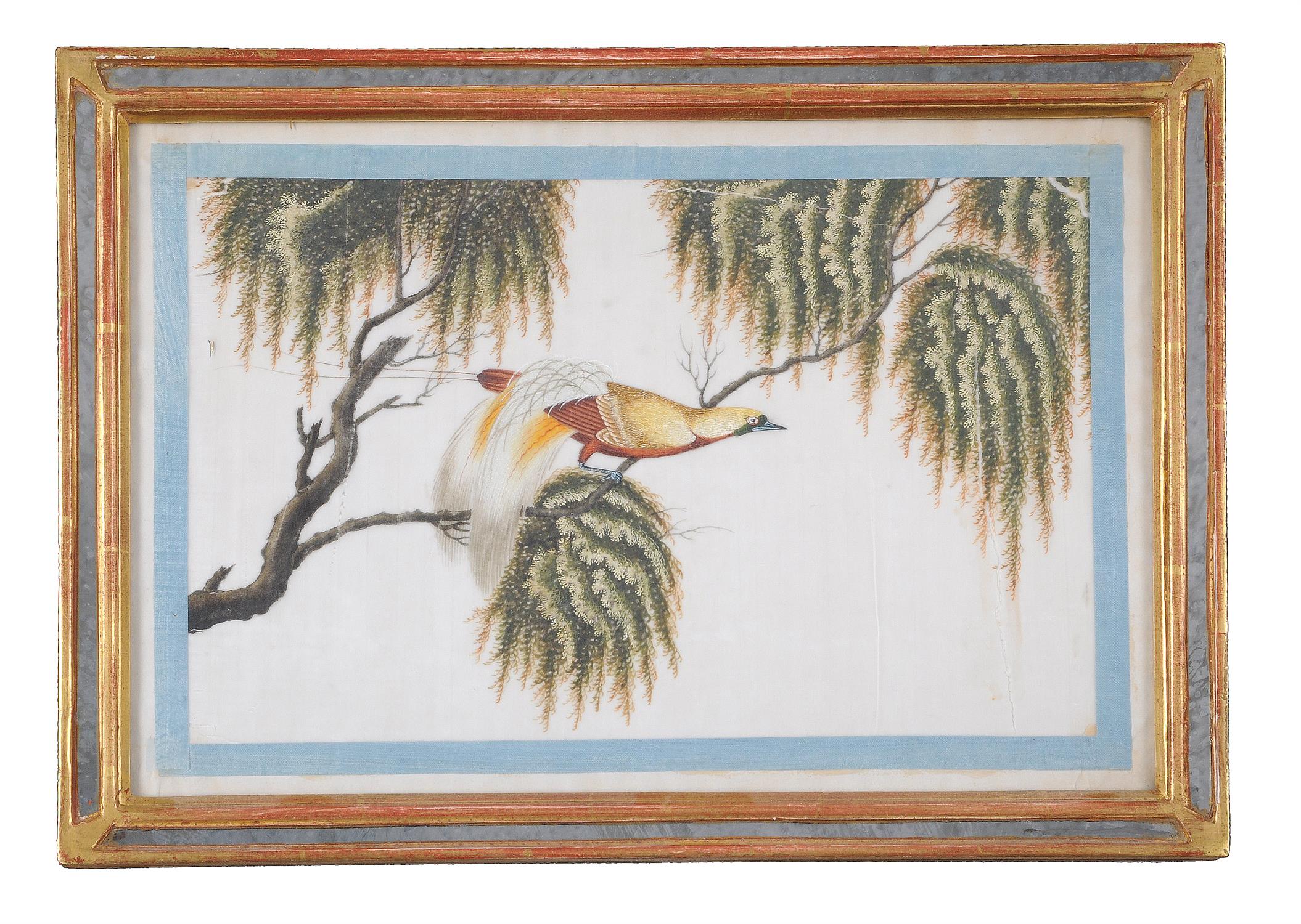 Twelve Chinese pith paper paintings of Birds - Image 3 of 4