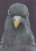 Carys Evans, Wood Pigeon, 2020