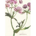 Brita Granström, Astrantia, 2020