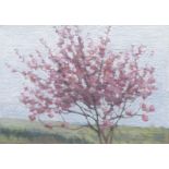 Kate Sherman, Blossom Tree, 2020