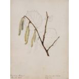 Emily Stackhouse (British 1811-1870) , A set of eleven floral studies