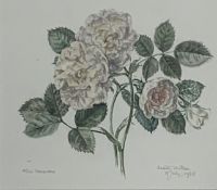 Dorothy Hutton (British 1889-1984) 'Alba Maxima' botanical watercolour,