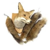 Taxidermy fox mask on a wooden wall shield by Graham Teasdale,