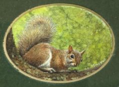 Tracy Hall (British contemporary): Miniature oval watercolour of a squirrel on a branch,