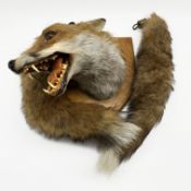 Taxidermy fox mask on a wooden wall shield by Graham Teasdale,