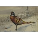 Allan Brooks (British1869-1946) Pheasant in the snow, watercolour,