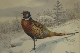 Allan Brooks (British1869-1946) Pheasant in the snow, watercolour,