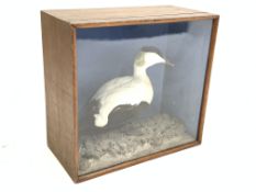 Taxidermy - An Eider duck in a glazed case 58cm x 61cm x 30cm Condition Report & Further