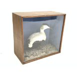 Taxidermy - An Eider duck in a glazed case 58cm x 61cm x 30cm Condition Report & Further
