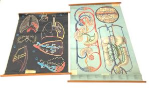 Adam Rouilly anatomical wall chart 'Schemes of Circulation' W110cm and another Condition