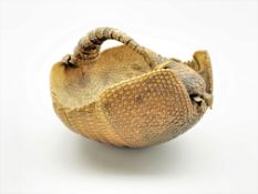 Taxidermy 19th century seven banded armadillo shell (dasypus septemcinctus) adapted as a basket,