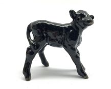 Beswick model of an Aberdeen Angus calf No.