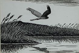 Donald Watson (Scottish 1918 - 2005) monocrome drawing 'Hen Harrier in Winter' the original