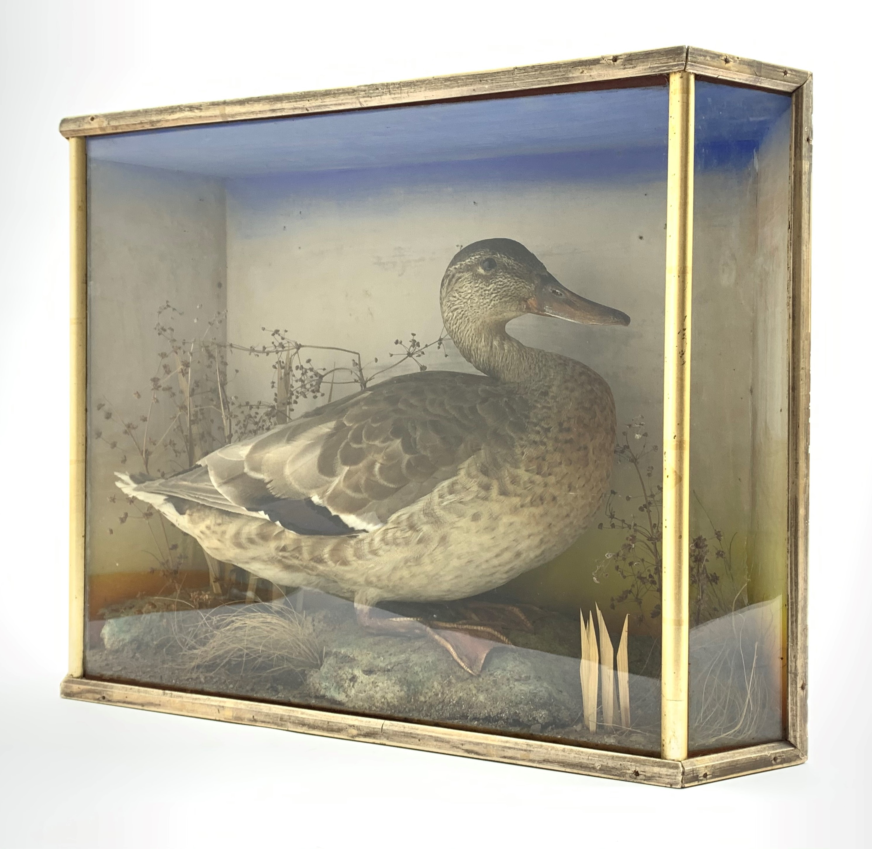 Taxidermy Mallard duck housed in a glass fronted case, naturalistic setting,