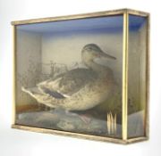 Taxidermy Mallard duck housed in a glass fronted case, naturalistic setting,