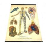 Large teaching aid poster titled 'Lungs & Veins.', published by W. & A. K.