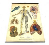 Large teaching aid poster titled 'Lungs & Veins.', published by W. & A. K.