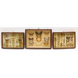 Three late 19th/early 20th Century cased butterfly displays, including British and Tropical Species,