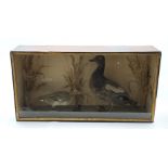 Taxidermy ducks in a naturalistic setting, housed in a glazed front display, L83cm, H42cm,