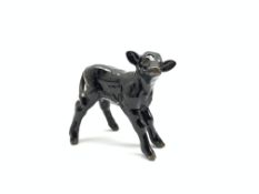Beswick model of an Aberdeen Angus calf No.