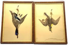 Pair of feather pictures of birds with painted detail 43cm x 30cm Condition Report &