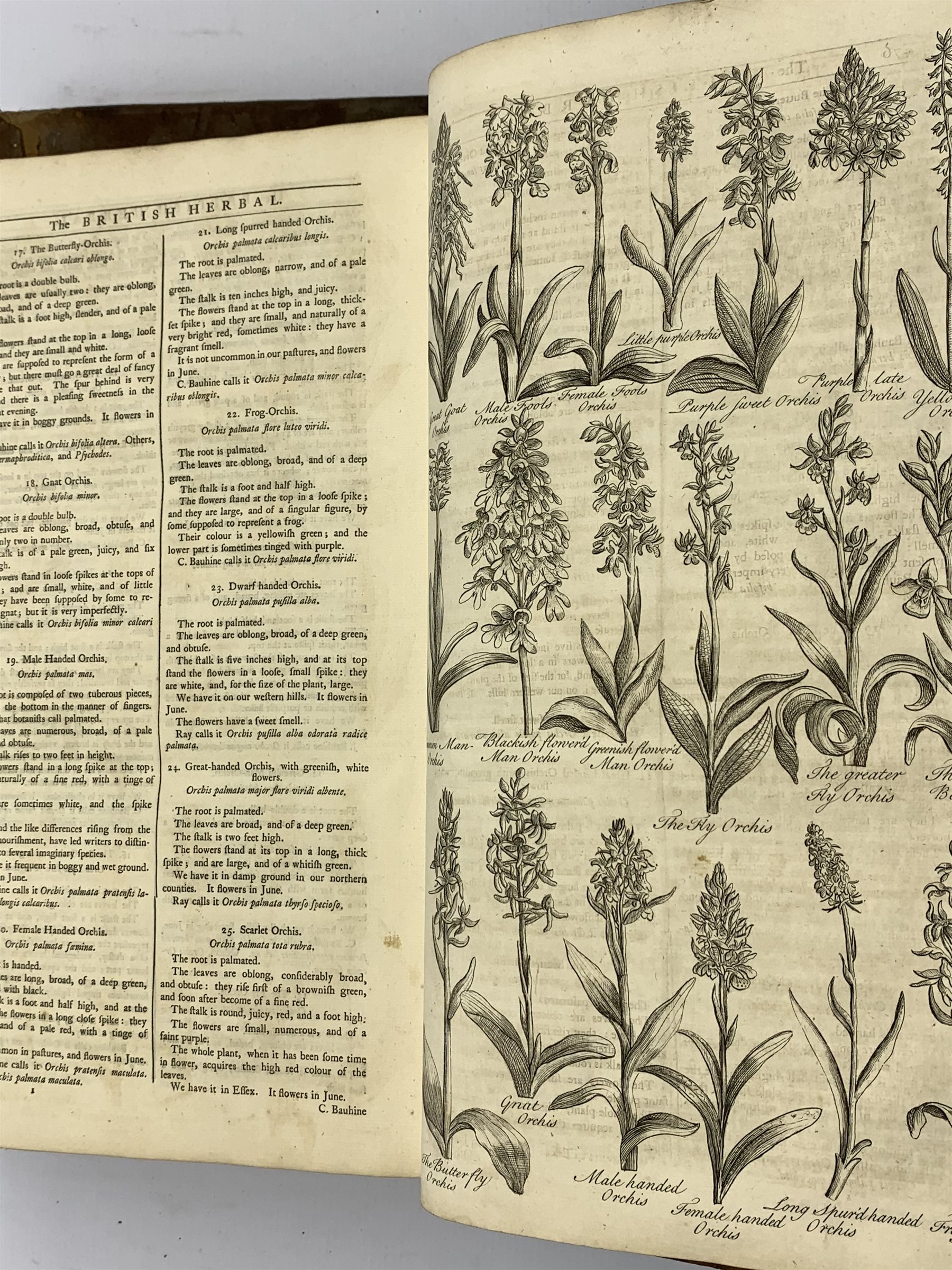 John Hill "The British Herbal an History of Plants and Trees, Natives of Britain", with engraved fr - Image 2 of 3