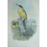After John Gould (British 1804-1881): 'Gecinus Viridis' - European Green Woodpecker, colour lithogr