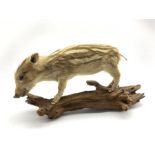 Taxidermy: European Wild Boar Piglet, full mount, stood upon a log, L43cm (excluding log)