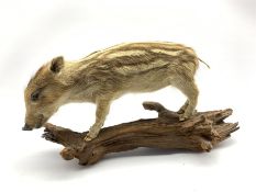 Taxidermy: European Wild Boar Piglet, full mount, stood upon a log, L43cm (excluding log)