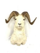 Taxidermy: Wild Goat, shoulder mount, bearing Knopp Bros taxidermy label, H80cm x W55cm