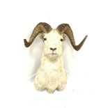 Taxidermy: Wild Goat, shoulder mount, bearing Knopp Bros taxidermy label, H80cm x W55cm