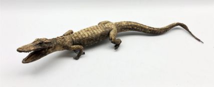 Taxidermy: Alligator, early 20th century, full mount, L72cm