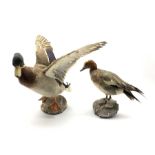 Taxidermy: Two Mallards mounted on naturalistic bases (2)