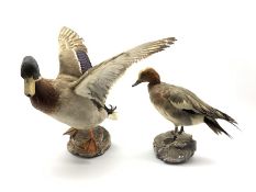 Taxidermy: Two Mallards mounted on naturalistic bases (2)