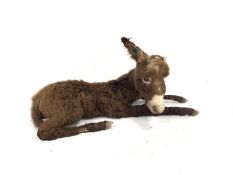 Taxidermy: Donkey, a full mount juvenile in recumbent position L103cm