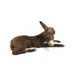Taxidermy: Donkey, a full mount juvenile in recumbent position L103cm