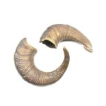 Pair of Dall sheep horns approx 45cm
