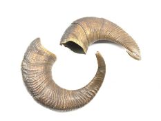 Pair of Dall sheep horns approx 45cm