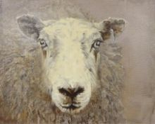 Sarah Williams (British 1961-): Sheep, oil on canvas signed and dated 2019 verso 41cm x 50cm Notes