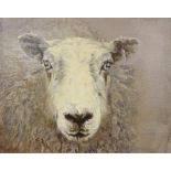 Sarah Williams (British 1961-): Sheep, oil on canvas signed and dated 2019 verso 41cm x 50cm Notes