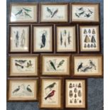 After Oliver Goldsmith, a series of eight hand coloured ornithological book plates published by Full