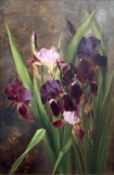 Study of Irises, late 19th century oil on canvas signed with initials FG and dated '99, 53cm x 35cm