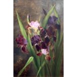 Study of Irises, late 19th century oil on canvas signed with initials FG and dated '99, 53cm x 35cm