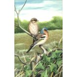 Gordon C Turton (British b.1947) two chaffinch on a branch, oil painting, signed, 37cm x 24cm