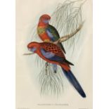 Henry Constantine Richter (British 1821-1902) after John Gould (British 1804-1881): 'Platycercus Pen